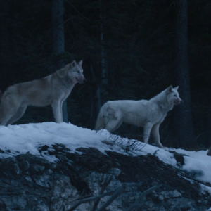 hold-the-dark-wolves