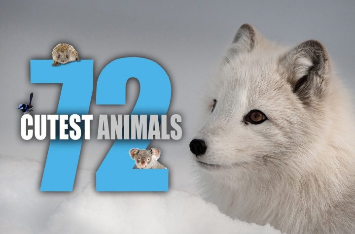 72 cutest animals (3)
