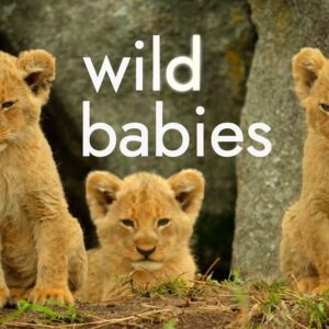 Μωρά Της Άγριας Φύσης